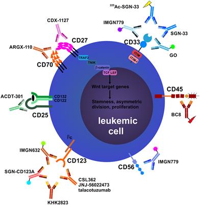 Therapeutic Antibodies for Myeloid Neoplasms—Current Developments and Future Directions